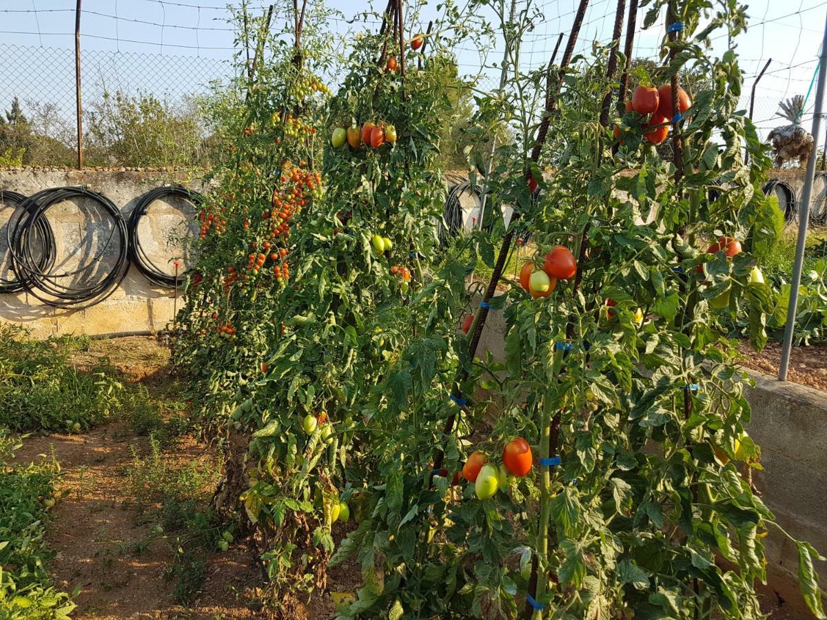 Finca Sa Cova De Mallorca Sencelles Exterior photo